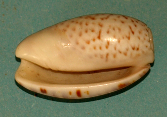 Molluschi da sito archeologico asia centrale